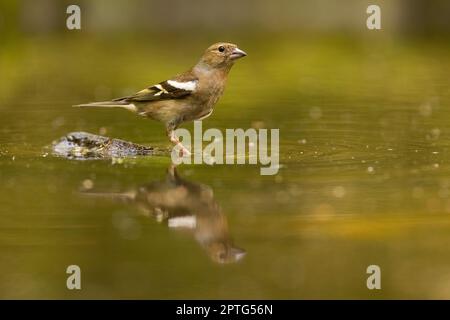 Female chaffinch, fringilla coelebs, sitting in a shallow water in pond about to drink or bathe. Symmetrical reflection of a little passerine bird on Stock Photo
