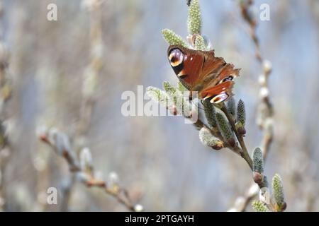 Peacock butterfly on a catkin, colorful butterfly on a blooming willow tree, macro close up. Butterfly in natural environment. Stock Photo