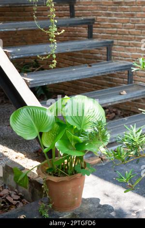 Air purifying plants for home, stock photo Stock Photo - Alamy