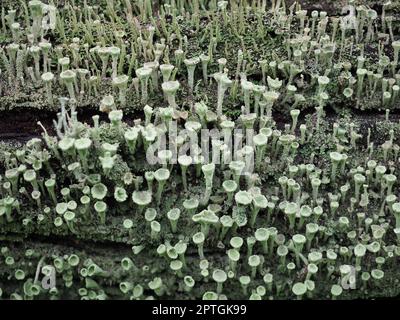 pixie cup lichen scientific name Cladonia asahinae Stock Photo