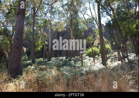 This is a common sight on Hanging Rock - a large lump of solidified lava in amongst the trees and ferns. Hanging Rock is an extinct volcano (we hope). Stock Photo