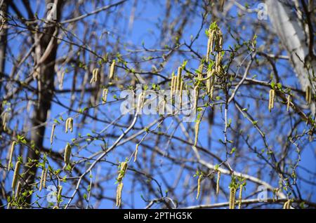 Yellow birch buds hang on branches in springtime Stock Photo