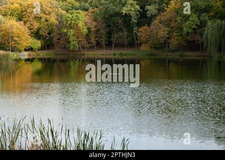 a wild duck swimming on a calm lake, in the foreground reeds, in the background an autumn forest and a power line Stock Photo