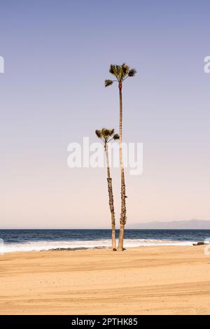 Two palm trees on the beach next to the ocean in Los Angeles, California, USA. Stock Photo