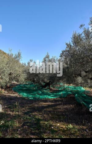 Field of centenary olive trees ready for harvesting. Traditional Mediterranean agriculture. Blue sky Stock Photo