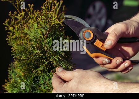 Hands of man who cuts thuja branches with a pruner in garden in sunlight Stock Photo