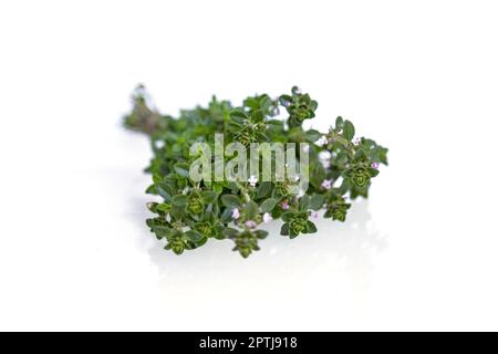 Fresh thyme bunch isolated on white background Stock Photo