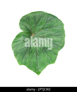 Green pumpkin leaf isolated on white background with clipping path. Stock Photo