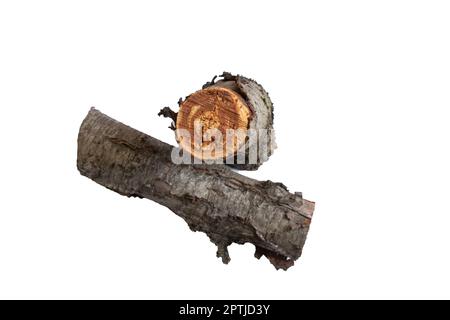 cut down old cherry log on a white background Stock Photo