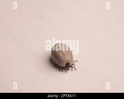 Close up of a tick on a sheet of paper Stock Photo