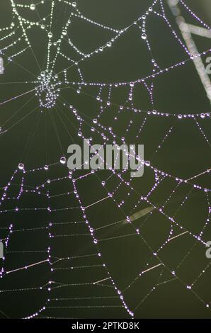 Cobweb, close-up and details of the threads of a cobweb Stock Photo - Alamy