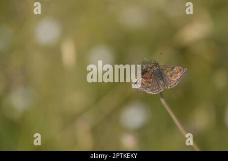 Dingy skipper butterfly in nature on a plant, tiny brown butterfly in natural environment. Small brown moth. Stock Photo