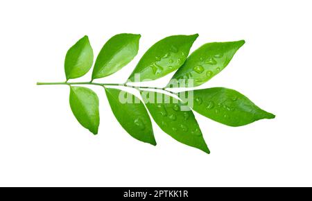 Green leaves branch with drops isolated on white background. Orange leaf with clipping path. Stock Photo