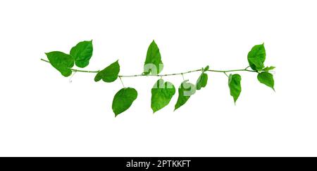 Vine ivy plant with green leaves heart shaped, Isolated on a white background with clipping path. Stock Photo