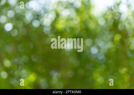 Abstract green nature bokeh background. Soft background blur of natural foliage. Stock Photo