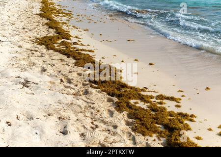 Sargassum seaweed washed up on sandy beach, Isla Mujeres, Caribbean Coast, Cancun, Quintana Roo, Mexico Stock Photo