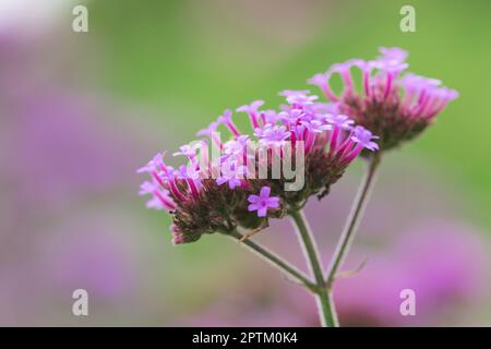 Verbena is blooming and beautiful in the rainy season. Stock Photo