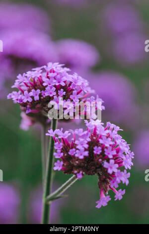 Verbena is blooming and beautiful in the rainy season. Stock Photo