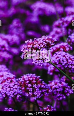 Verbena is blooming and beautiful in the rainy season. Stock Photo