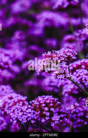 Verbena is blooming and beautiful in the rainy season. Stock Photo