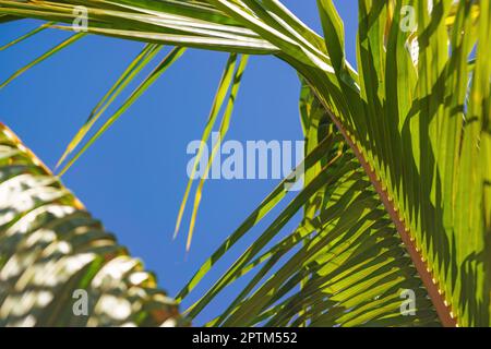 Looking through green palm leaves, clear blue sky background, closeup detail Stock Photo