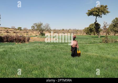 Nicolas Remene / Le Pictorium -  Ende Bandiagara region Dogon Country -  4/2/2010  -  Mali / Bandiagara / Ouroli Tenne  -  A woman waters onions in th Stock Photo