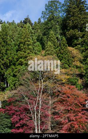 Mixed forest in autumn. Nikko National Park. Japan. Stock Photo