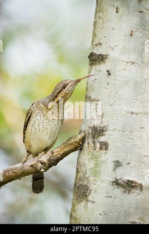 Eurasian wryneck, jynx torquilla, catching an ant on a tree in forest. Brown spotted bird sticking out a long tongue and hunting insect in vertical co Stock Photo