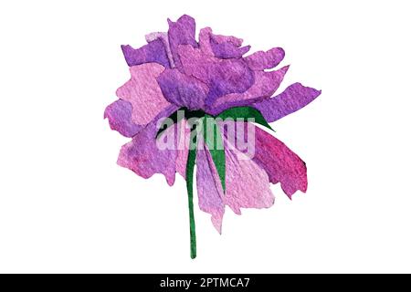 watercolor pion illusration isolated.Peony flower painted in watercolor.Watercolor peonies clipart Stock Photo