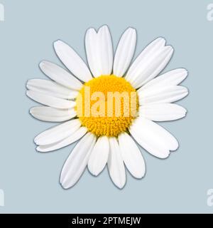 A single common daisy flower, cut out on a blue background Stock Photo