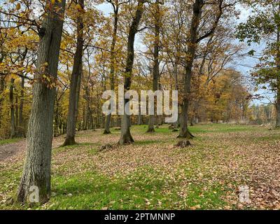 Herbstwald, Herbstimpression im Wald mit bunten Blaettern. Autumn forest, autumn impression in the forest with colorful leaves. Stock Photo