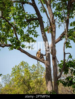 gray langur or hanuman monkeys Semnopithecus entellus family mother baby and father resting high on tree with blue sky background at bandhavgarh india Stock Photo