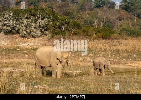 wild asian elephant or Elephas maximus indicus mother with her calf or baby side profile in winter morning light at dhikala jim corbett national park Stock Photo