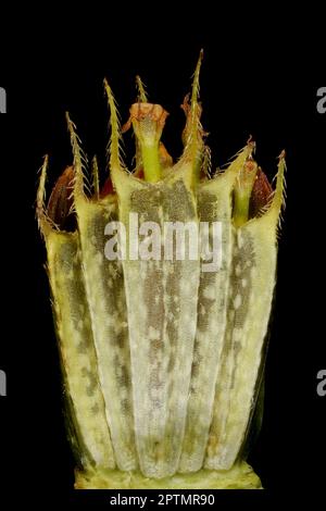 Common Beggarticks (Bidens frondosa). Cypselae Closeup Stock Photo