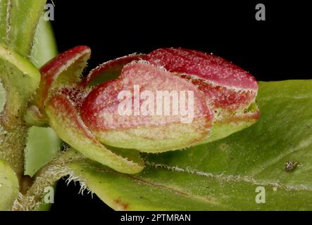Cowberry (Vaccinium vitis-idaea). Terminal Bud Closeup Stock Photo