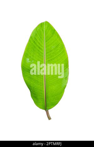 Banana leaf with drop isolated on white background included clipping path Stock Photo