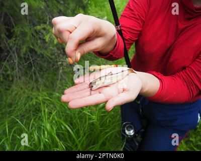 A woman holds a trout fry and a fishing rod in her hands. The fish took the bait of the worm. Trout is the common name for several freshwater fish spe Stock Photo