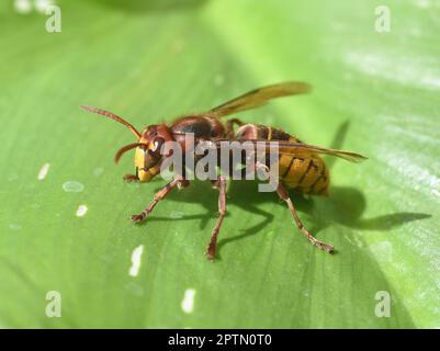 Hornisse, Vespa crabro, ist die groesste heimische Wespenart und ist streng geschuetzt. Hornet, Vespa crabro, is the largest native wasp species and i Stock Photo