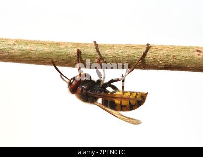 Hornisse, Vespa crabro, ist die groesste heimische Wespenart und ist streng geschuetzt. Hornet, Vespa crabro, is the largest native wasp species and i Stock Photo
