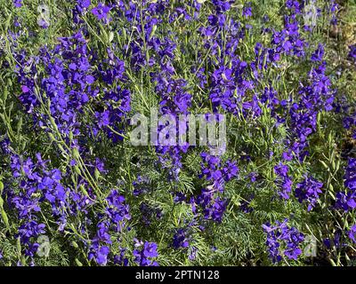 Ackerrittersporn, consolida ajacis ist eine Wild-und Heilpflanze mit blauen Blueten. Barnacle spur, consolida ajacis is a wild and medicinal plant wit Stock Photo