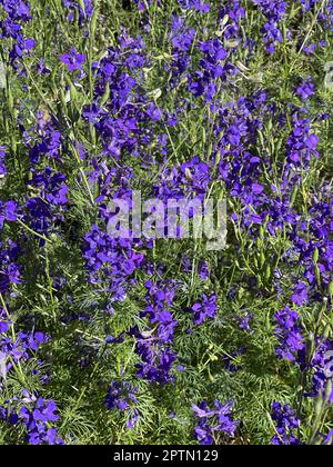 Ackerrittersporn, consolida ajacis ist eine Wild-und Heilpflanze mit blauen Blueten. Barnacle spur, consolida ajacis is a wild and medicinal plant wit Stock Photo