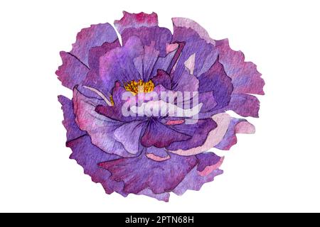 watercolor pion illusration isolated.Peony flower painted in watercolor.Watercolor peonies clipart Stock Photo