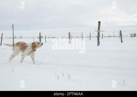 Dog running in snowy landscape in winter, Bavaria, Germany Stock Photo