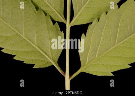 Common Beggarticks (Bidens frondosa). Leaf Detail Closeup Stock Photo