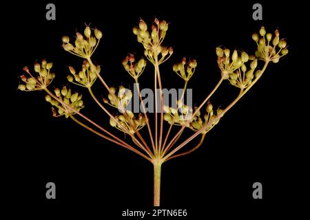 Burnet-Saxifrage (Pimpinella saxifraga). Fruiting Umbel Closeup Stock Photo