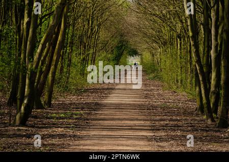 Straight sandy footpath between the trees in a forest environment near Rhoon, The Netherlands Stock Photo