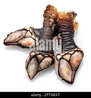 Raw goose barnacles close up isolated on white background. Stock Photo