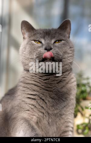 Portrait of a cat of the British breed. Stock Photo