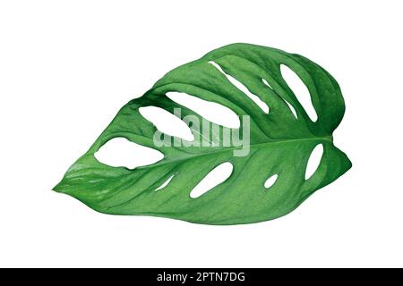 Monstera leaves Isolated on white background with clipping path. Stock Photo