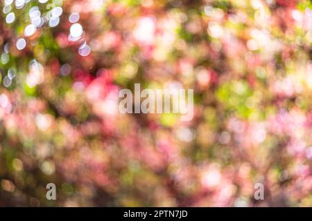 Beautiful blurred colorful autumn background. Bright abstract bokeh. Stock Photo